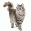 Caring for Cats